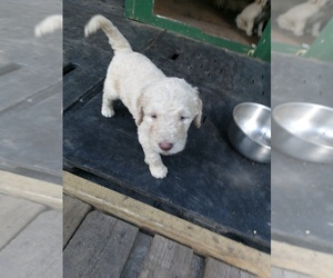 Australian Labradoodle Puppy for sale in EVERGREEN, NC, USA