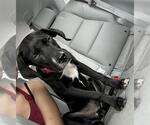 Small Labrador Retriever Mix