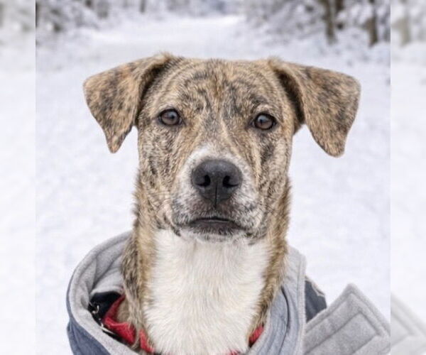 Medium Photo #9 Labrador Retriever-Unknown Mix Puppy For Sale in Canton, CT, USA