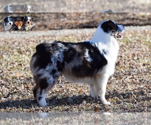 Medium Photo #5 Australian Shepherd Puppy For Sale in EASTON, MO, USA