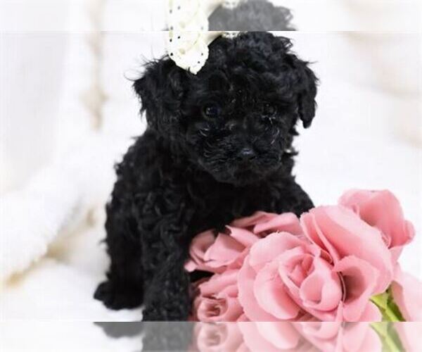 Medium Photo #6 Poodle (Toy) Puppy For Sale in MIAMI, FL, USA