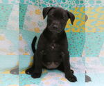 Small #4 Mutt