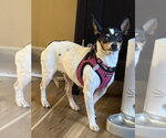 Small Photo #3 Rat-Cha Puppy For Sale in Mundelein, IL, USA