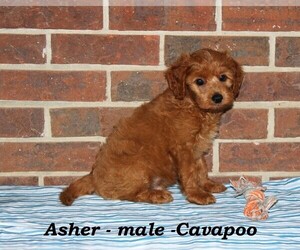 Cavapoo Puppy for sale in CLARKRANGE, TN, USA