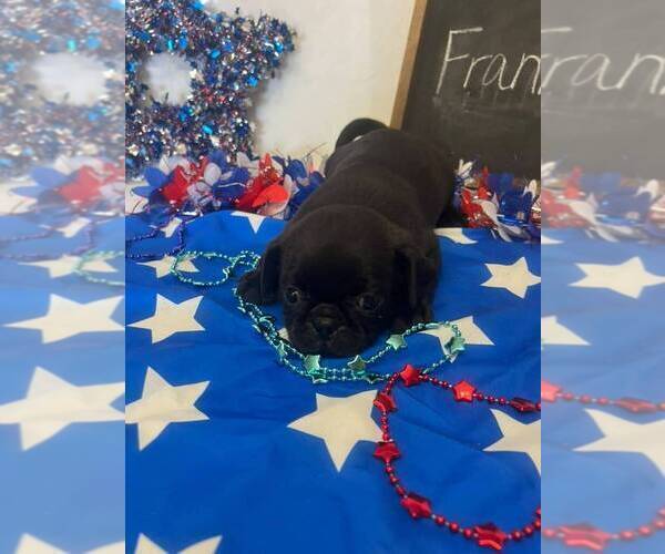 Medium Photo #13 Pug Puppy For Sale in BRIDGEWATER, VA, USA