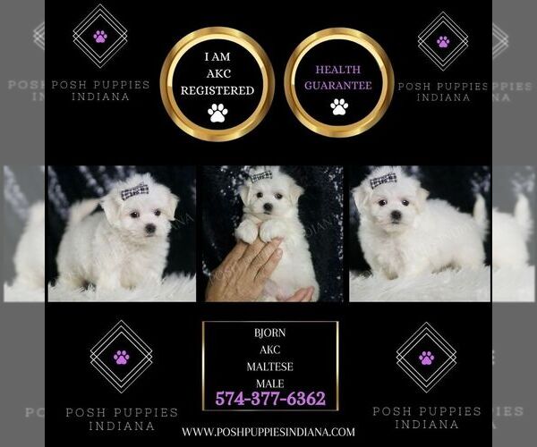 Medium Photo #2 Maltese Puppy For Sale in WARSAW, IN, USA