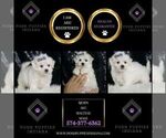 Small #1 Maltese