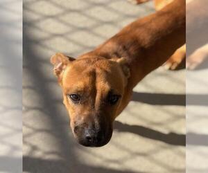 Medium Black Mouth Cur Mix
