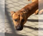 Small Black Mouth Cur Mix