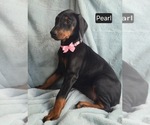 Small #6 Doberman Pinscher