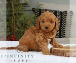 Small #1 Goldendoodle (Miniature)