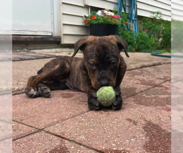 Medium Photo #6 Rottweiler-Unknown Mix Puppy For Sale in Sheboygan, WI, USA