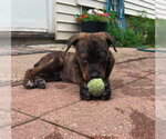 Small #5 Rottweiler Mix