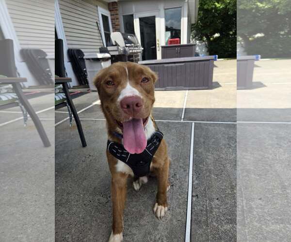 Medium Photo #6 American Pit Bull Terrier-Retriever  Mix Puppy For Sale in Oakhurst, NJ, USA