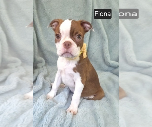 Medium Photo #4 Boston Terrier Puppy For Sale in MINERAL WELLS, WV, USA