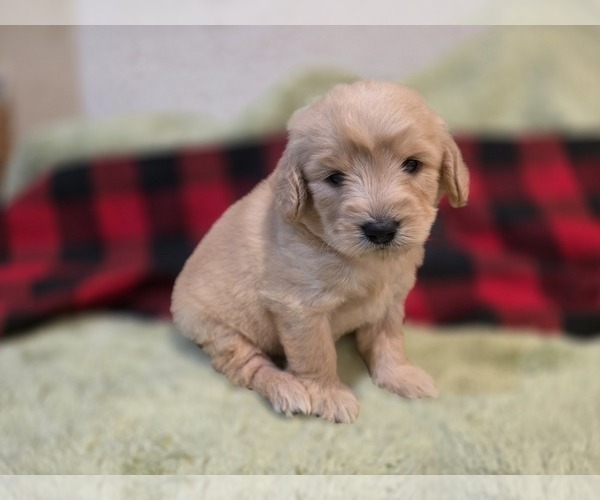 Medium Photo #3 Goldendoodle Puppy For Sale in DUBLIN, TX, USA