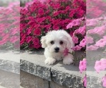 Small #2 Coton de Tulear