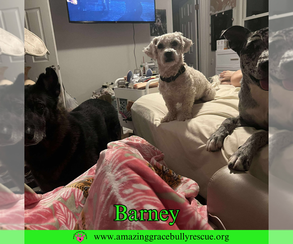 Medium Photo #3 Bichon Frise-Unknown Mix Puppy For Sale in Pensacola, FL, USA