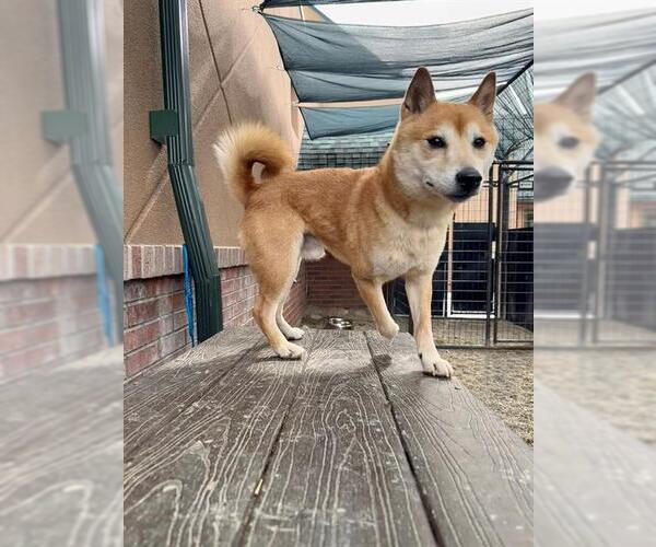Medium Photo #1 Shiba Inu Puppy For Sale in Frisco, CO, USA