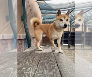 Shiba Inu Dogs for adoption in Frisco, CO, USA