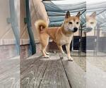 Small Shiba Inu