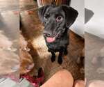 Small Photo #14 Labrador Retriever-Unknown Mix Puppy For Sale in New York, NY, USA