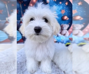 Coton de Tulear Puppy for sale in BARNESVILLE, MD, USA