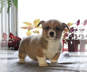 Pembroke Welsh Corgi Puppy for sale in HONEY BROOK, PA, USA