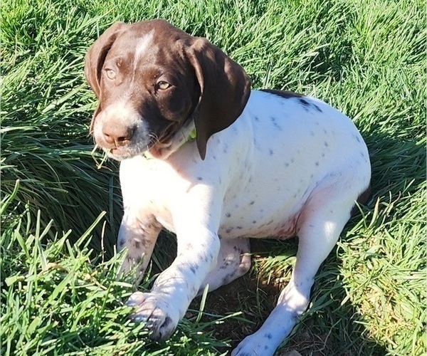Medium Photo #1 German Shorthaired Pointer Puppy For Sale in GIVEN, WV, USA