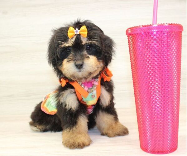 Medium Photo #10 Pom-A-Poo Puppy For Sale in LAS VEGAS, NV, USA