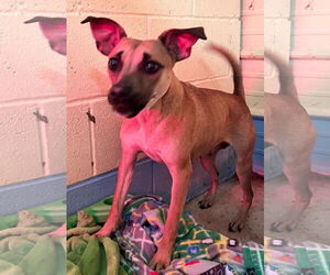 Kookie - Female Miniature Pinscher-Unknown Mix Dog for Adoption - Photo #6
