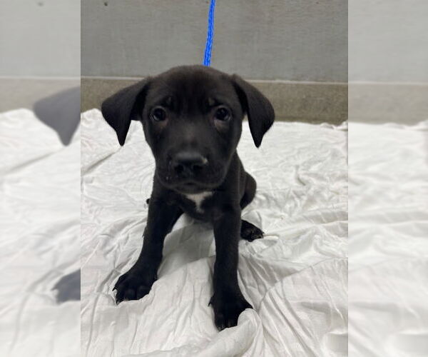 Medium Photo #1 Labrador Retriever-Unknown Mix Puppy For Sale in Las Vegas, NV, USA