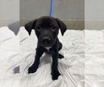 Small Labrador Retriever Mix