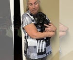 Small Photo #15 Schweenie Puppy For Sale in DOTHAN, AL, USA