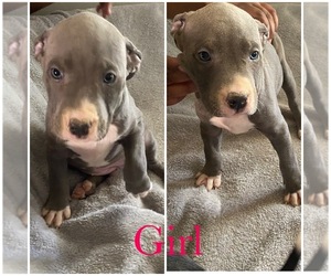American Pit Bull Terrier Puppy for sale in YOUNGSTOWN, OH, USA