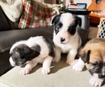 Litter of 4 - Male(s) and Female(s) Boston Terrier-Jack Russell Terrier MixLitter of Puppies for Sale - Small photo