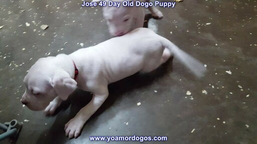 Medium Photo #131 Dogo Argentino Puppy For Sale in JANE, MO, USA