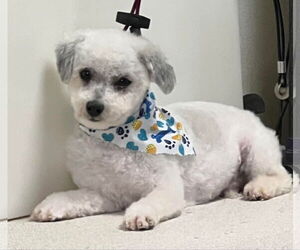 Poodle (Miniature) Dogs for adoption in Sioux Falls, SD, USA