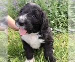 Small Photo #4 Bernedoodle Puppy For Sale in PERU, IN, USA