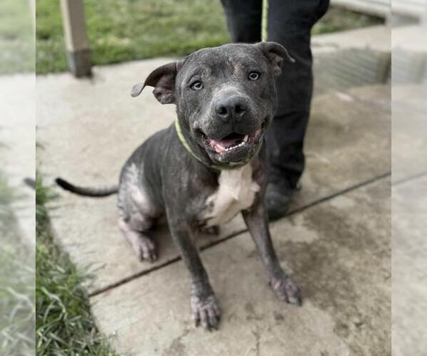Medium Photo #1 American Pit Bull Terrier Puppy For Sale in Modesto, CA, USA
