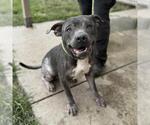 Small American Pit Bull Terrier