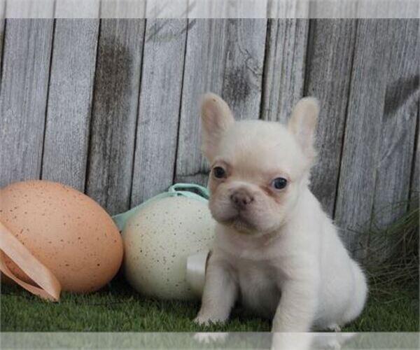 Medium Photo #16 French Bulldog Puppy For Sale in NAPLES, FL, USA
