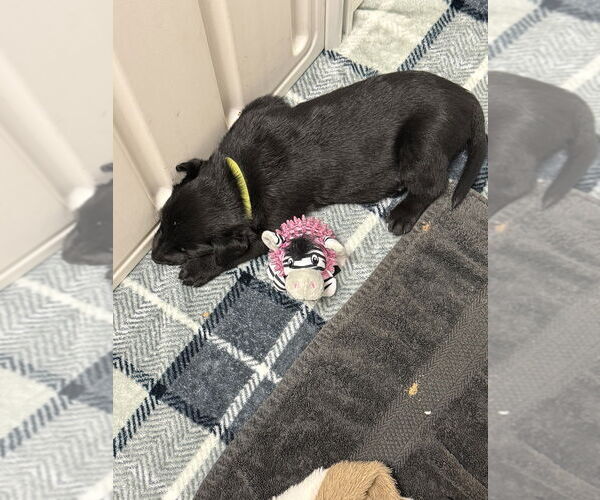 Medium Photo #3 Mutt Puppy For Sale in Imlay City, MI, USA