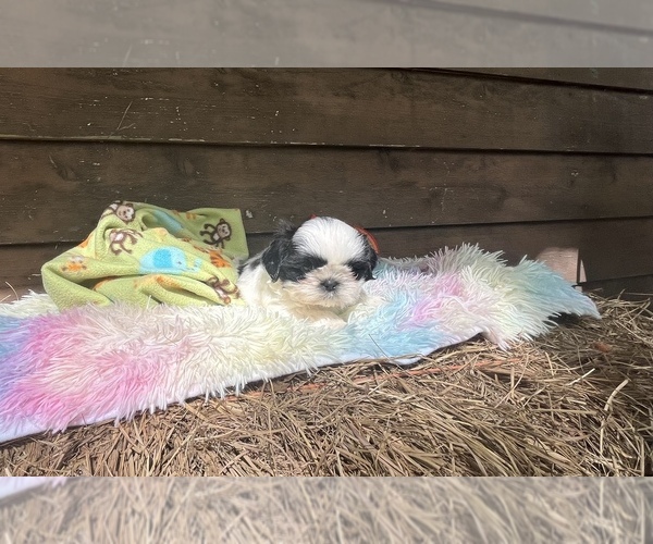 Medium Photo #1 Shih Tzu Puppy For Sale in GAUTIER, MS, USA