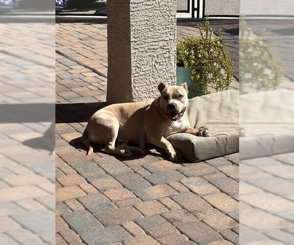 Medium Photo #10 American Pit Bull Terrier-Unknown Mix Puppy For Sale in Chandler, AZ, USA