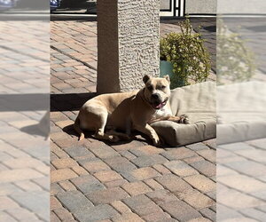 WINSTON #7 - Male American Pit Bull Terrier-Unknown Mix Dog for Adoption - Photo #10