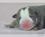Small #5 Bulldog