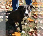 Small #2 American Pit Bull Terrier Mix