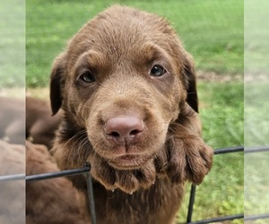 Labrador Retriever Puppy for sale in VINCENT, AL, USA