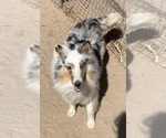 Small #4 Shetland Sheepdog